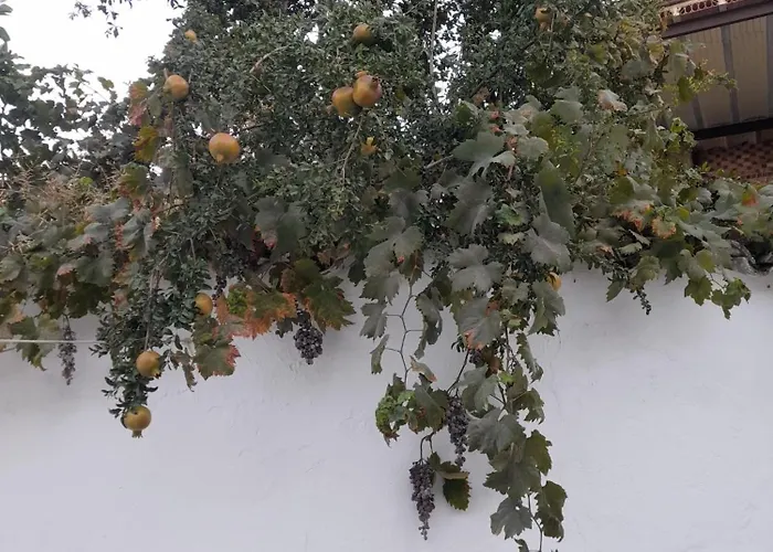 El Molino De Aceite * بايثا